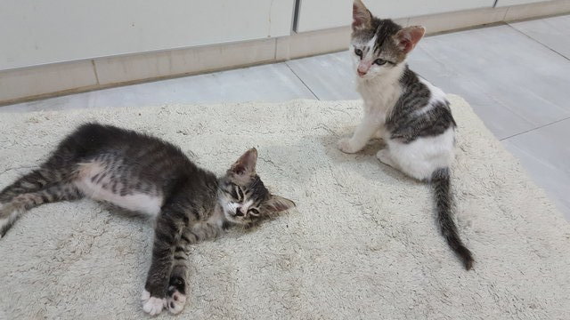 Jaja And Didi - American Shorthair Cat