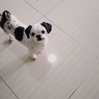 Poong Poong - Shih Tzu Dog