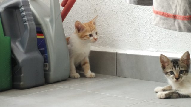 Bingsu - Domestic Short Hair Cat