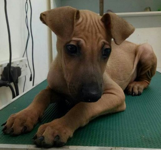 Chance - Shar Pei Mix Dog