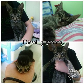 Diesal - Domestic Short Hair Cat