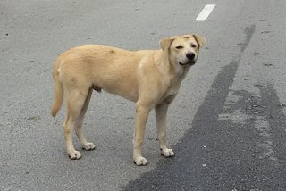Coconut - Mixed Breed Dog