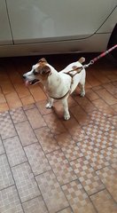 Found Jrt In Ttdi - Jack Russell Terrier Dog