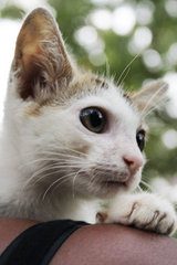 Mohana - Domestic Short Hair Cat