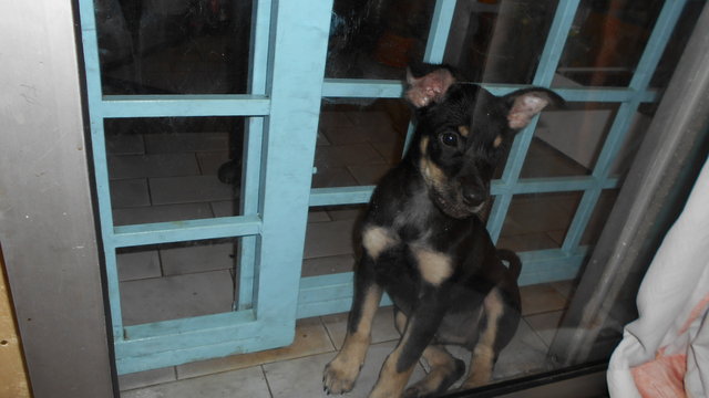 Male Puppy (Glowee) - Rottweiler + German Shepherd Dog Dog