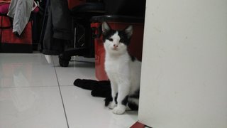 Moo Moo (Jb/kl/pj) - Domestic Short Hair Cat