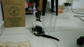 Moo Moo (Jb/kl/pj) - Domestic Short Hair Cat