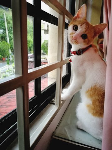 Thomas - Oriental Short Hair Cat