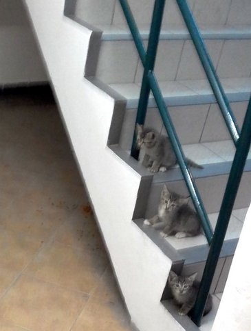 The 3 Greys 3mths Old - American Shorthair Cat
