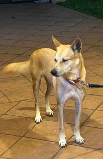 Micki  - Mixed Breed Dog