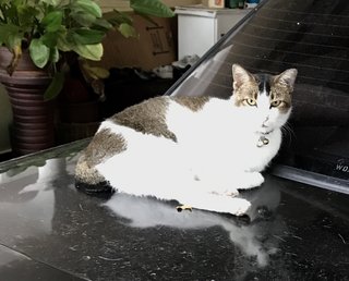 Pompom - Domestic Short Hair Cat