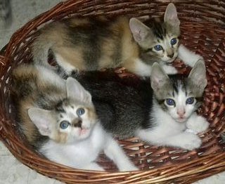2 Little Kittens - Domestic Short Hair Cat