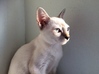 Luna - Domestic Medium Hair Cat