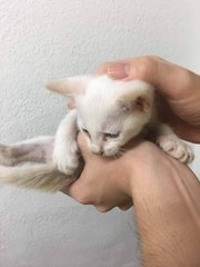 male kitten
