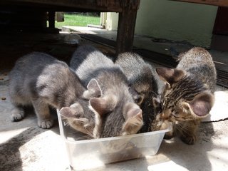 Magu &amp; Hana -adopted - Domestic Short Hair Cat