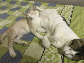 Ginger &amp; Cookie - Domestic Medium Hair Cat