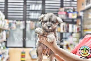 Quality Mini Schnauzer Pup1pies - Schnauzer Dog