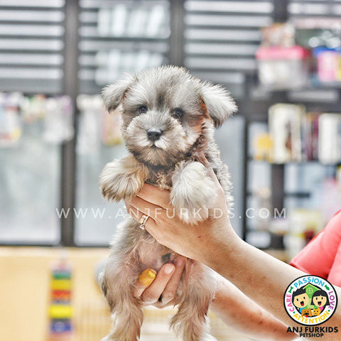 Quality Mini Schnauzer Pup1pies - Schnauzer Dog