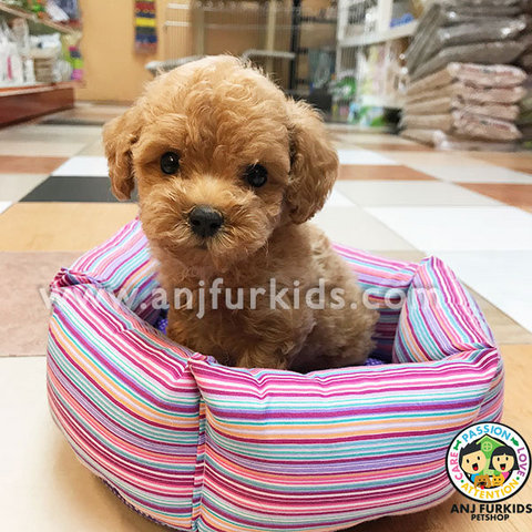 Quality Ti4ny Toy Poodle Puppies - Poodle Dog