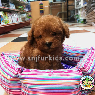 Quality Ti4ny Toy Poodle Puppies - Poodle Dog