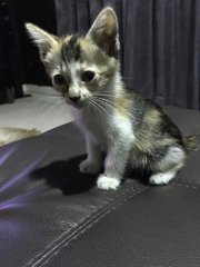 Crumplet - Calico + Domestic Medium Hair Cat