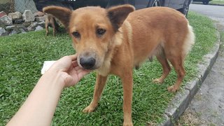 3 Puppies For Adoption At Subang Jaya  - Mixed Breed Dog