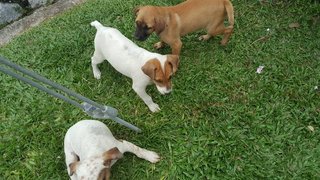3 Puppies For Adoption At Subang Jaya  - Mixed Breed Dog