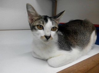 Yakult - Domestic Short Hair Cat