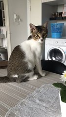 Modi - Domestic Short Hair Cat