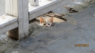 Ms White Kittens - Calico + American Shorthair Cat