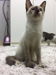 Yam - Siamese Cat