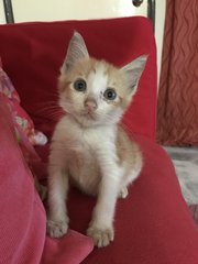 Little Ginger - Domestic Medium Hair Cat