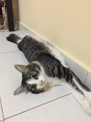 Wachubby - Domestic Medium Hair Cat