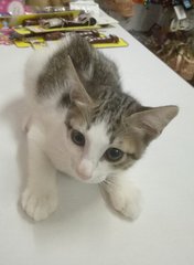 Male Kittens  - Domestic Medium Hair + Domestic Short Hair Cat