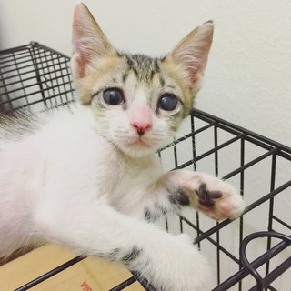 Tabby Kitten - Tabby Cat