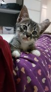Sweetie  - American Shorthair Cat