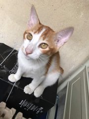 Sinbad - Domestic Short Hair Cat