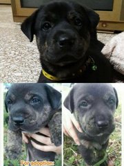 Oreo, Charlie &amp; Molly - Labrador Retriever Mix Dog