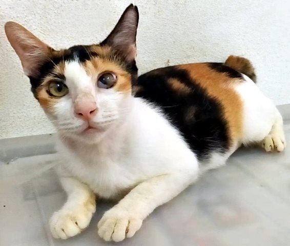 Lily - Calico Cat