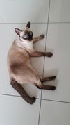 Kkumi( Dream) - Ragdoll + Siamese Cat