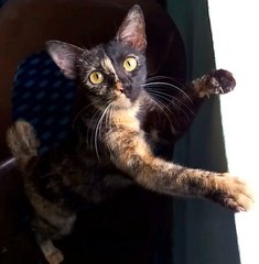 Daisy - Tortoiseshell Cat