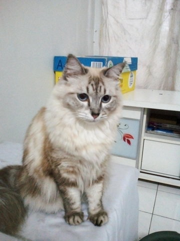 Mook - Domestic Long Hair + Ragdoll Cat