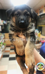 Quality Big Bon2e Female German Shepherd Pupp - German Shepherd Dog Dog