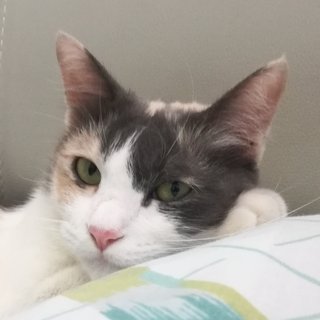 Kitty - Domestic Medium Hair Cat
