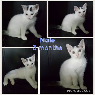 Twinkle, Cute Kitten For Adoption  - Domestic Short Hair Cat