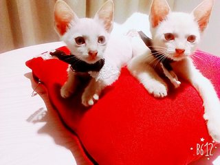 Milky &amp; Sugar - Domestic Short Hair Cat