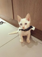 Milky &amp; Sugar - Domestic Short Hair Cat