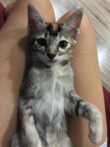 Bibi - Domestic Short Hair Cat