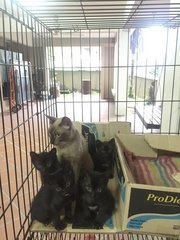 Black Kittens - Domestic Short Hair Cat