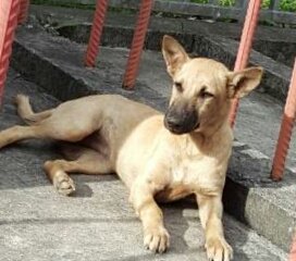 Sabina - Mixed Breed Dog